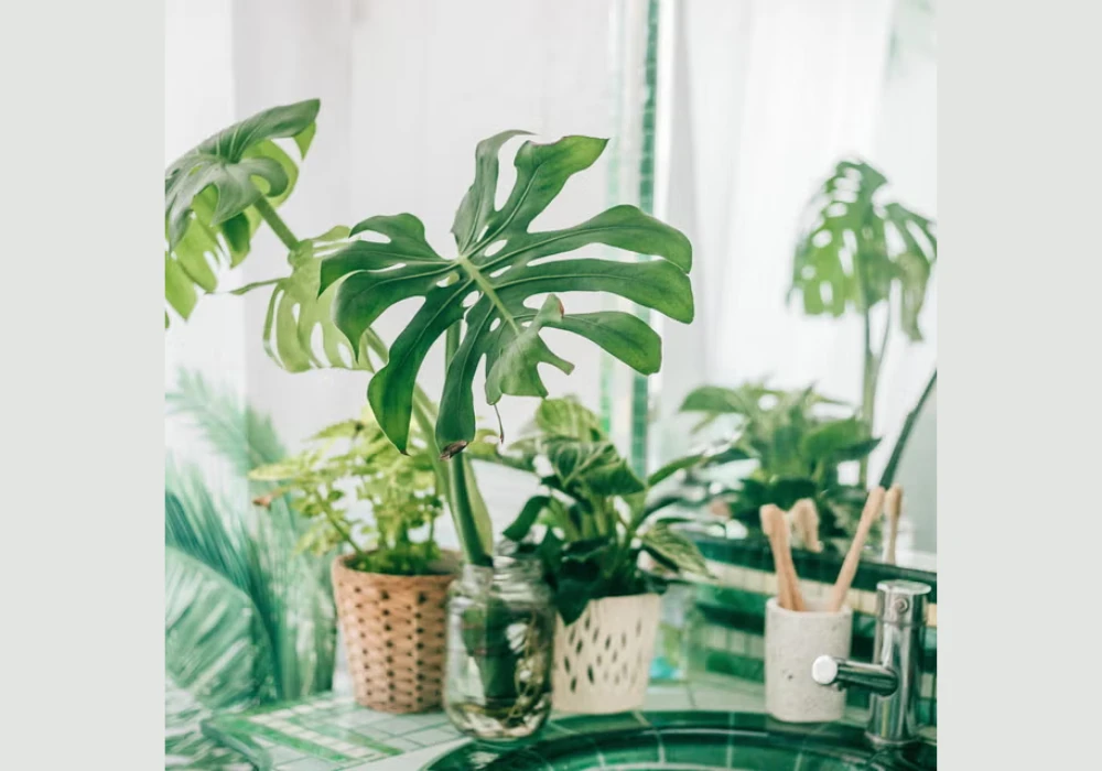 Mint Plant for Freshness