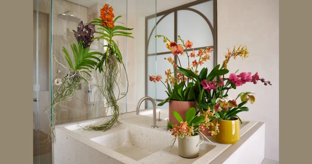 Orchids for a Luxurious Bathroom Feel
