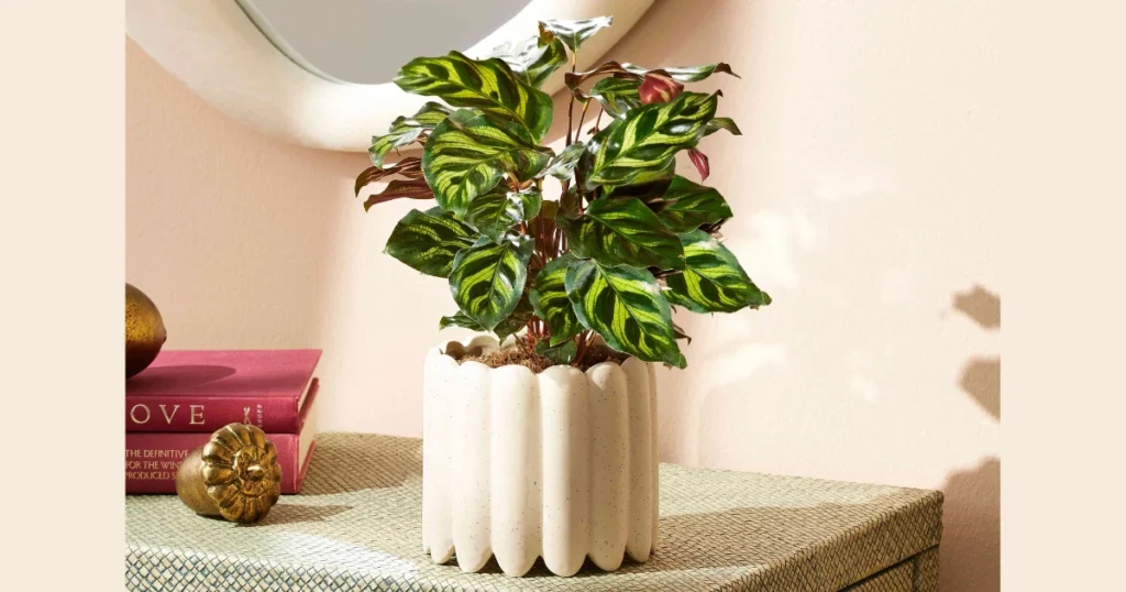 Calathea for Pattern and Texture