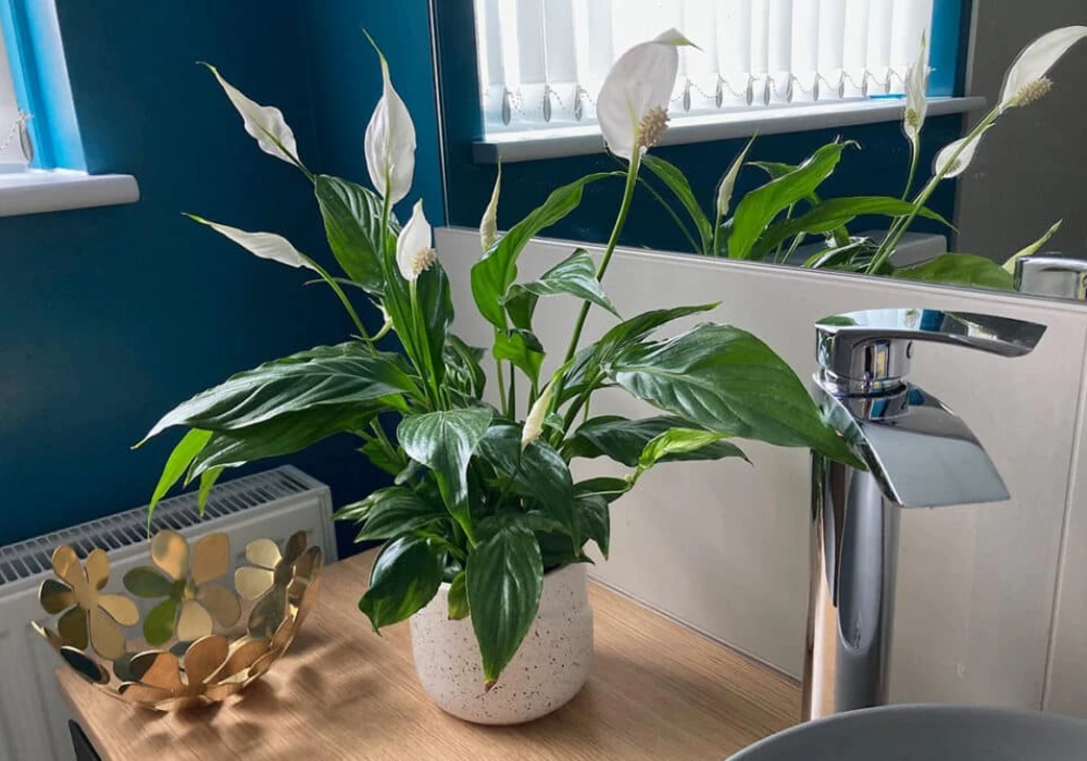 Peace Lily for a Clean and Elegant Touch