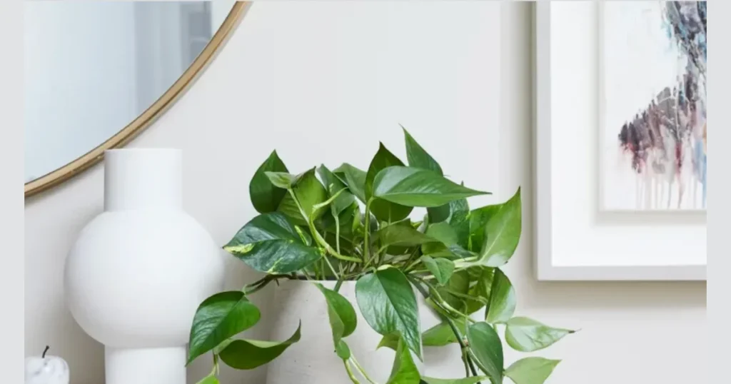 Pothos Plant for Hanging Bathroom Decor