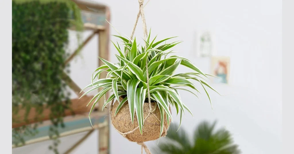 Spider Plant for Small Bathroom Spaces