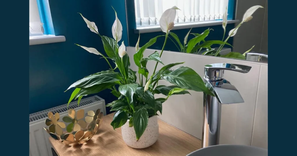 Peace Lily for a Clean and Elegant Bathroom Look