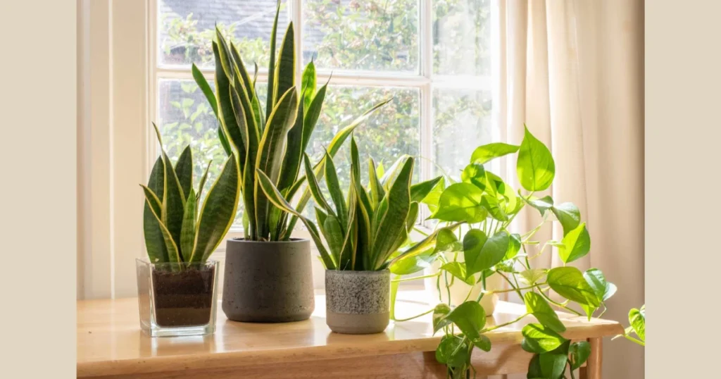Snake Plant for Low Maintenance Bathrooms