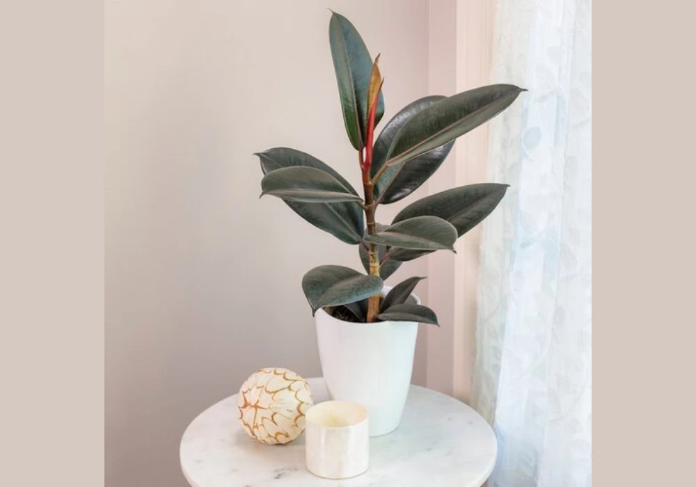 Rubber Plant for a Bold Statement