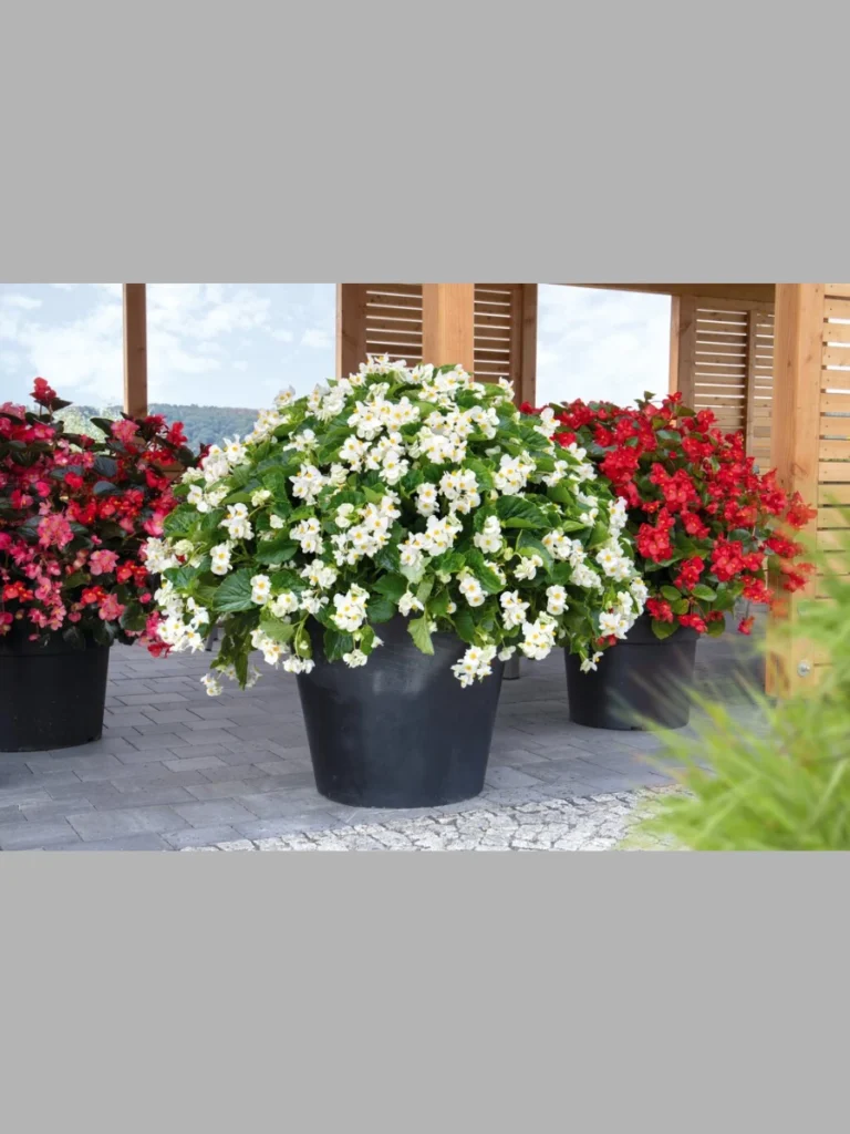 Shade-Lovingng Classic Tuberous Begonias