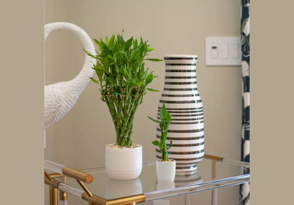 Small Indoor Plants for Freshness