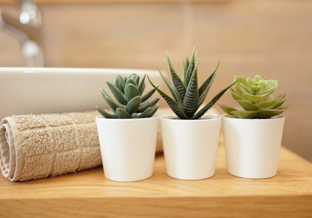 Small Succulent Set for Minimal Style