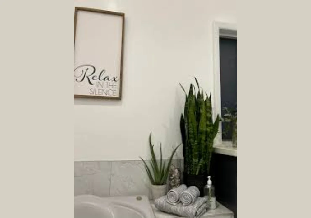 Snake Plant Near the Sink Area