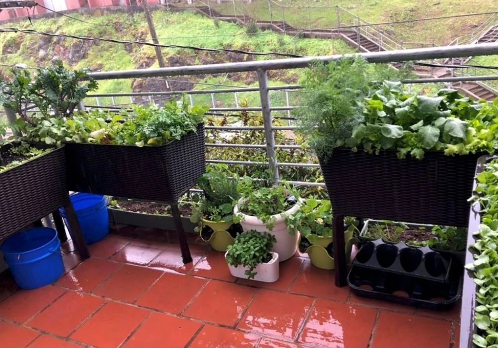 Space Saving Balcony Vegetable Garden Layout Ideas