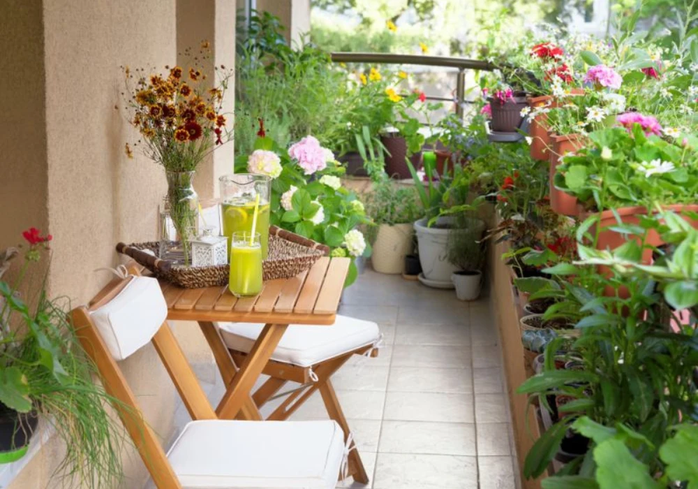 Succulent Plant Collection for Low-Maintenance Balcony