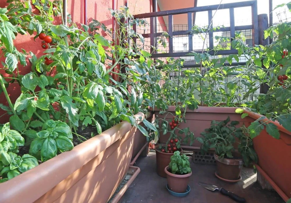 Terrace Vegetable Garden Ideas for Fresh Food