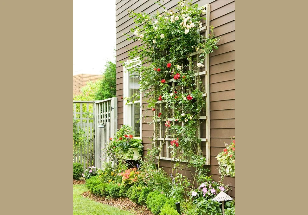 Trellis Attached to Front Wall for Vertical Garden