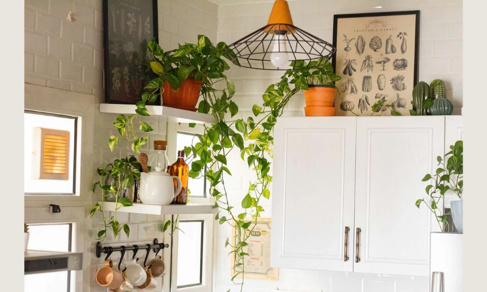 Add a Pop of Green with Indoor Plants