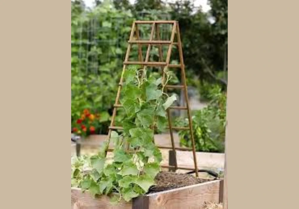 Vegetable Climbing Plant Trellis Ideas for Productive Gardening