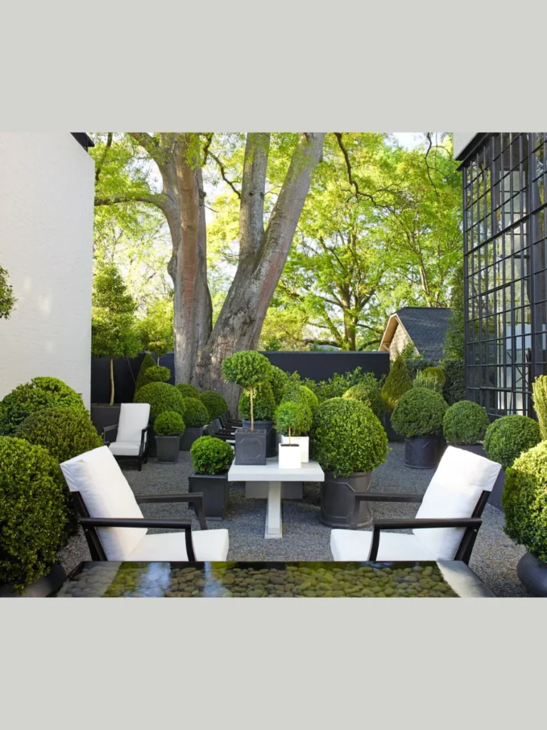 Versatile Boxwood Shrubs for Structured Style