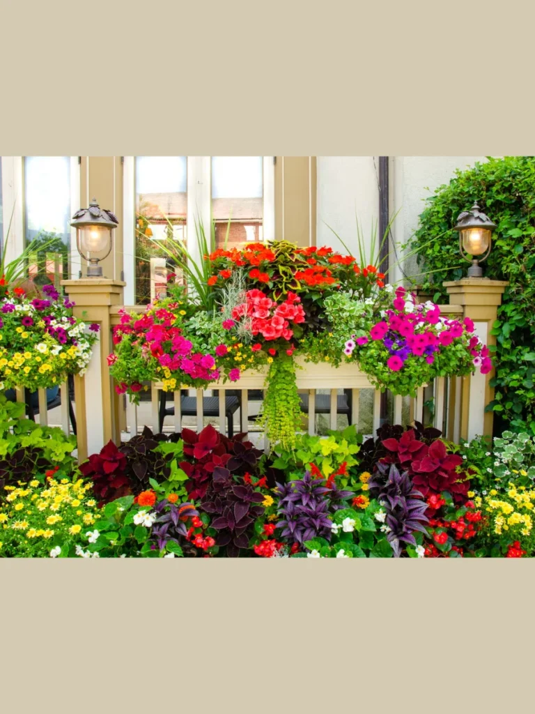 Vibrant Window Box Displays