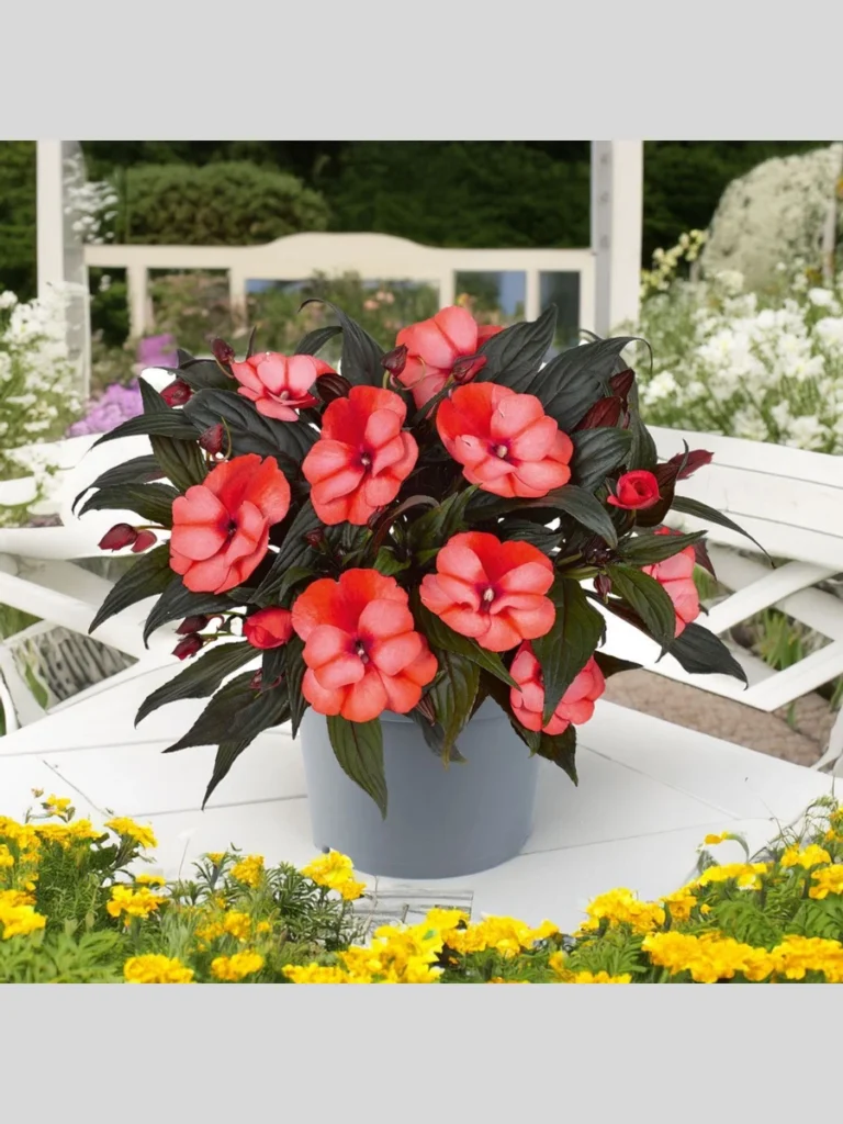 Vibrant and Shade-Loving New Guinea Impatiens