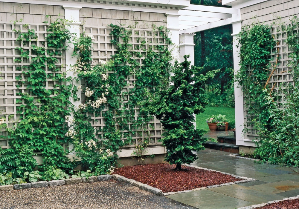 Wall-Mounted Garden Trellis Ideas for Vertical Green Space