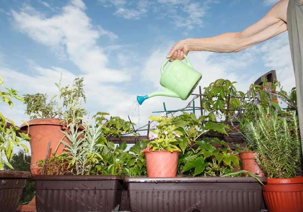 Watering Techniques for Balcony Container Gardening