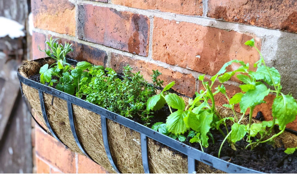 Window Box Planters for Convenient Herb Growing
