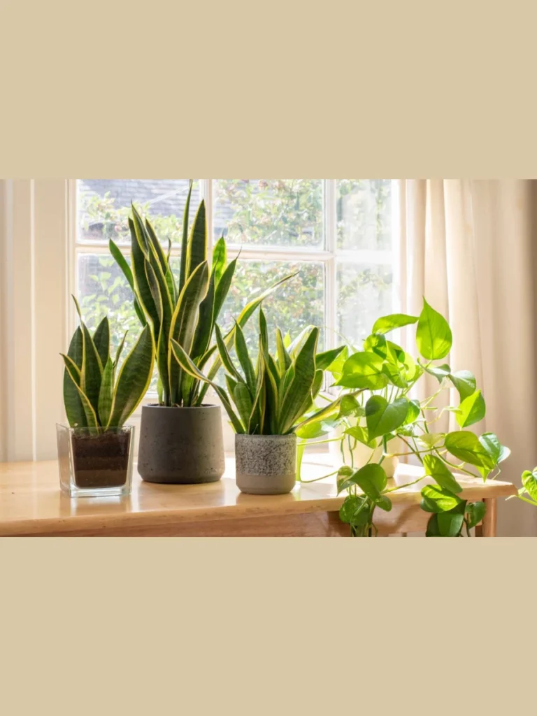 Adding Life with Humidity Loving Greenery