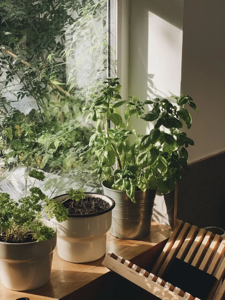 Adding Life with Potted Window Herbs