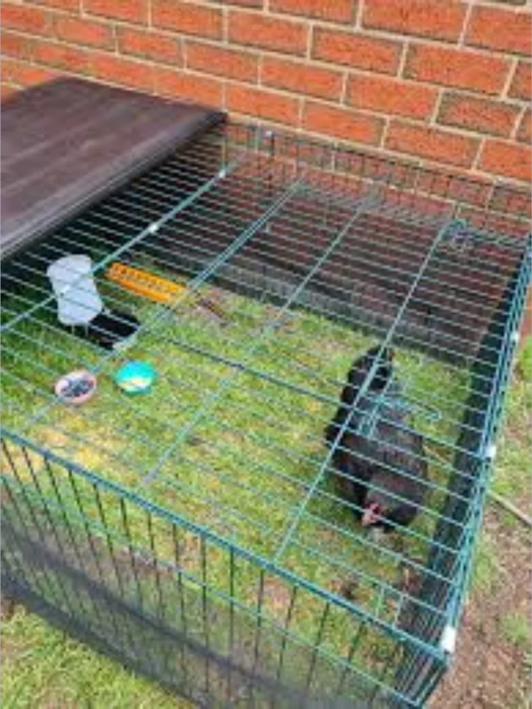 Integrated Anti Broody Breaking Cages