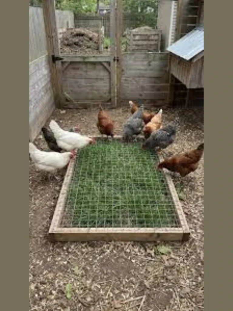 Secure Treat and Scratch Forage Baskets