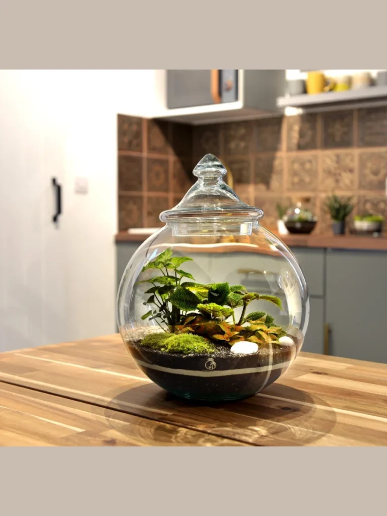 Smoked Glass Globe Suction Terrariums