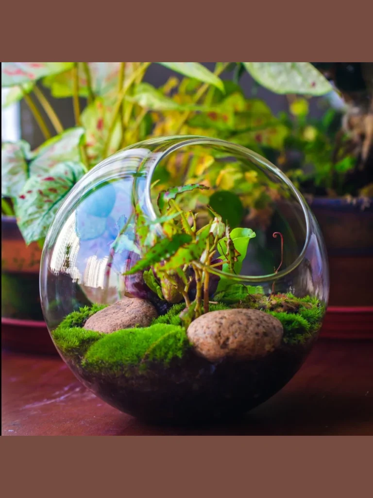 Smoked Glass Spherical Plant Terrariums