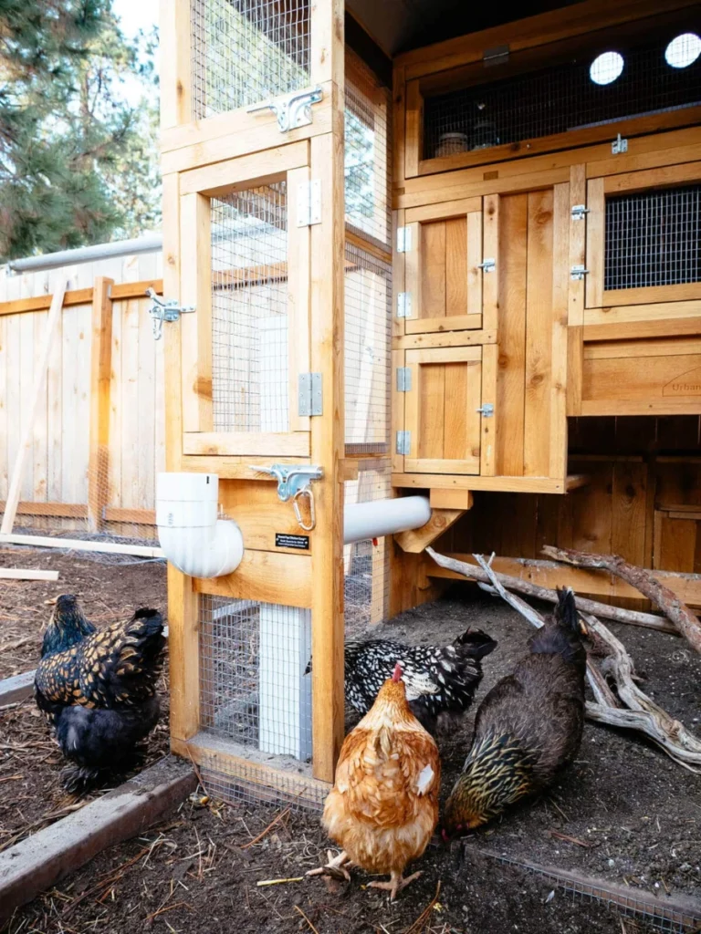 Wild Bird Proof Feeding Shields