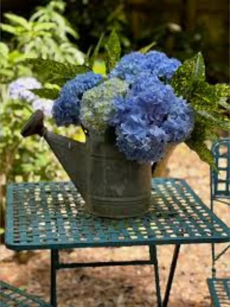 Cluster Miniature Blue Hydrangea Blooms Inside a Tiny Galvanized Metal Watering Can