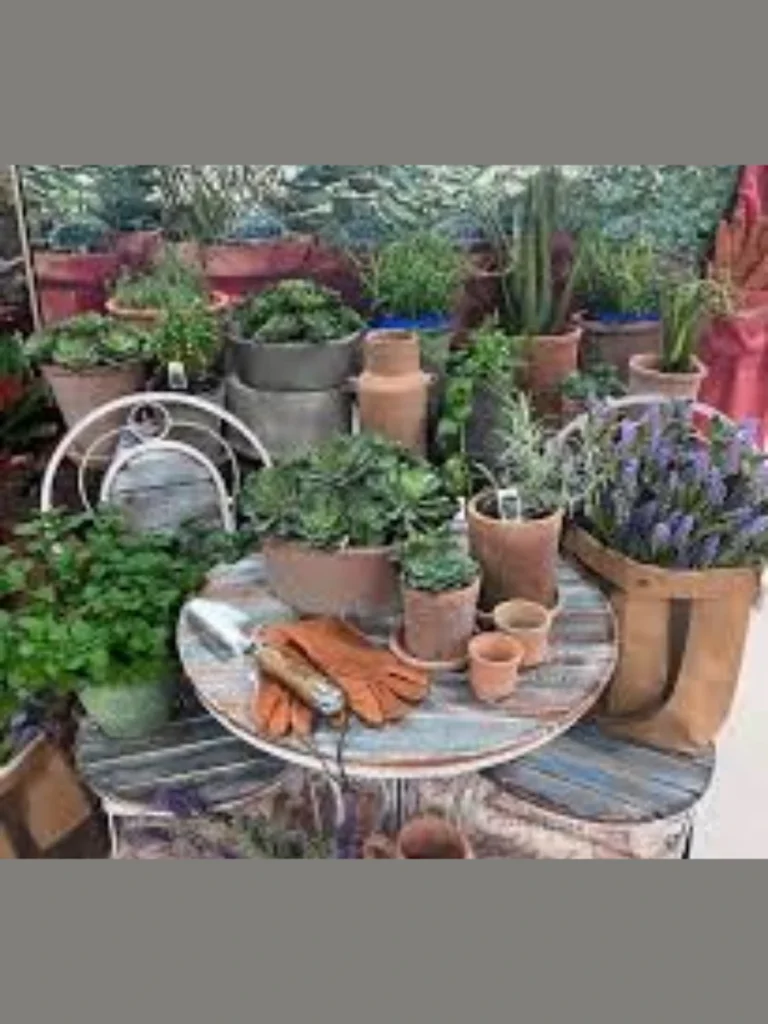 Cluster Three Assorted Terracotta Herb Pots of Fresh Growing Rosemary on a Round Rattan Charger