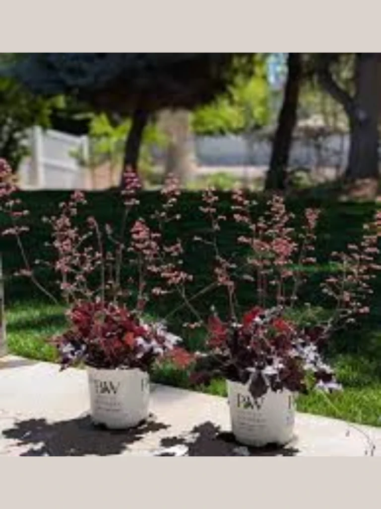 Deep Burgundy Heuchera Foliage Pots