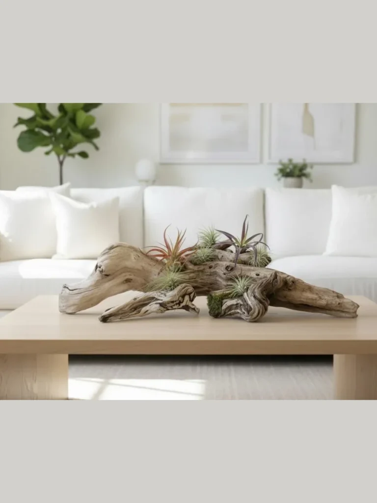 Driftwood Branch and Air Plant Modern Assortments