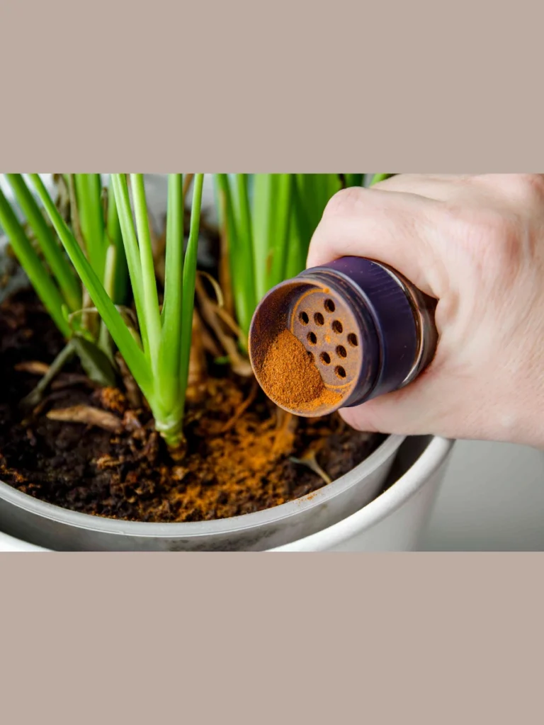 Ground Cinnamon Surface Spices