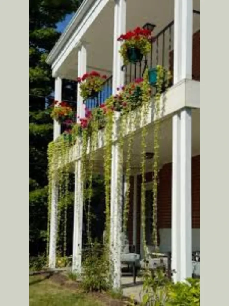Hanging Wire Basket Fern Clusters Curtains