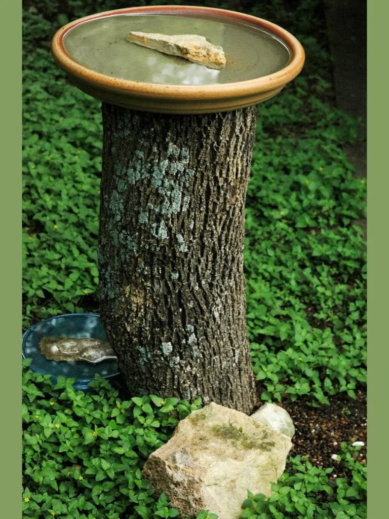 Hollowed Cedar Tree Stump Hollows