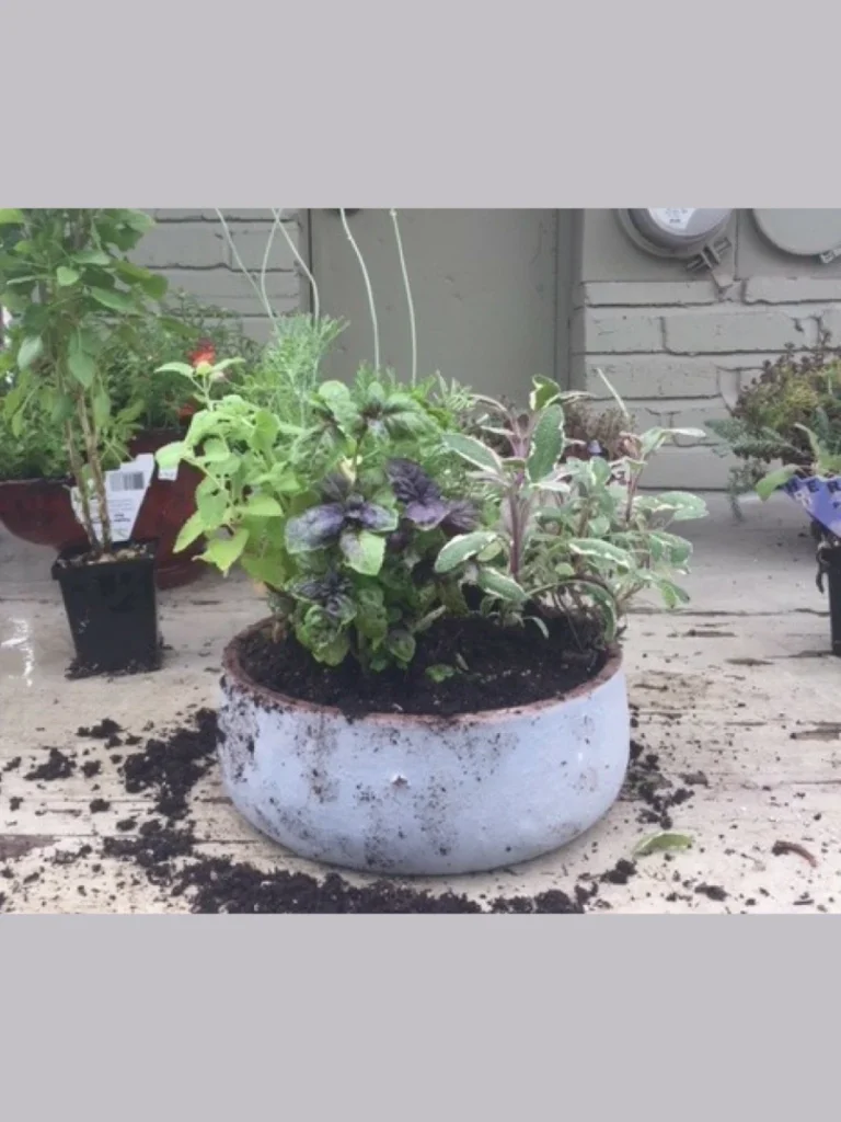 Natural Citronella Companion Plant Pots
