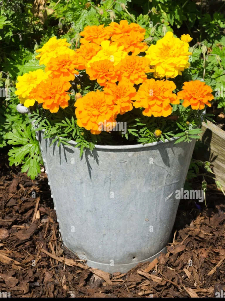 Nest Bright Orange Marigolds Inside a Low Galvanized Metal Gathering Bucket