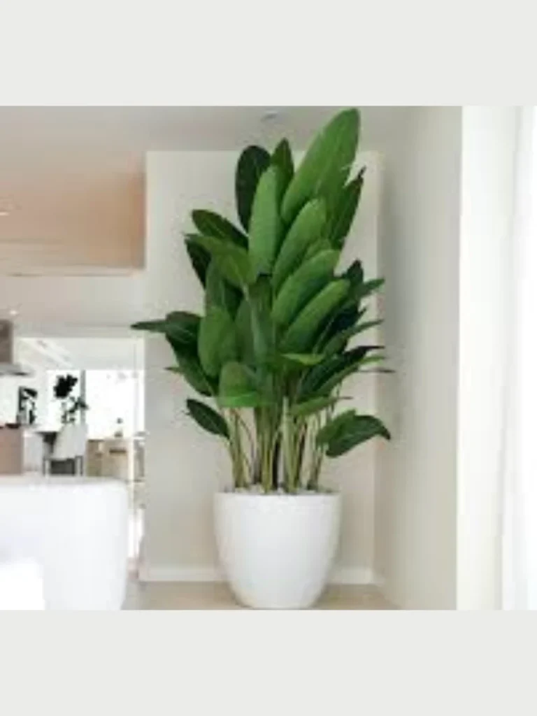 Place a Single Large Potted Bird of Paradise Plant Beside Your Open Floating Ledges