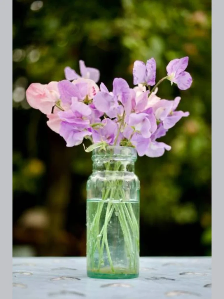 Position Branching Purple Sweet Pea Vines Inside a Tall Clear Glass Perfume Bottle