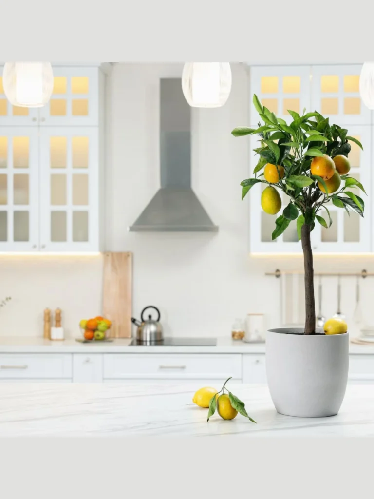Potted Dwarf Meyer Lemon Trees