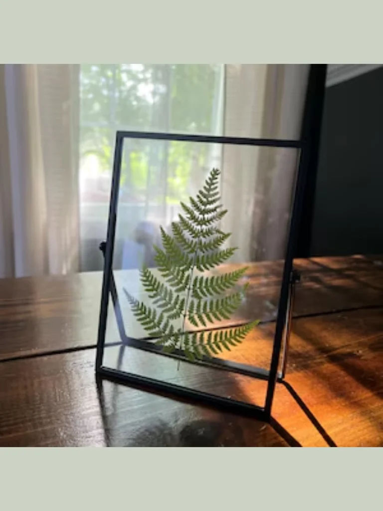 Real Pressed Fern Leaf Transparent Frames