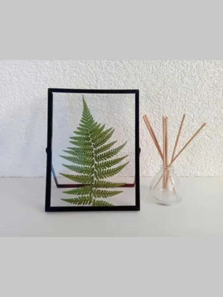 Real Pressed Fern Leaf Transparent Frames