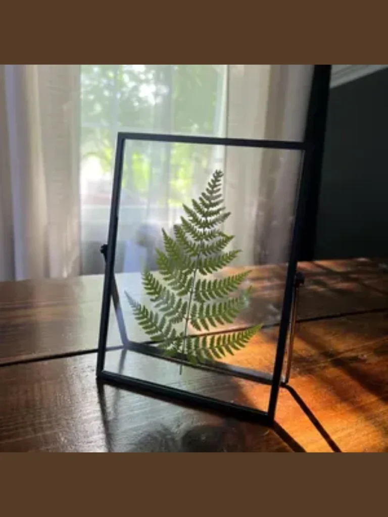 Real Pressed Fern Leaf Transparent Frames