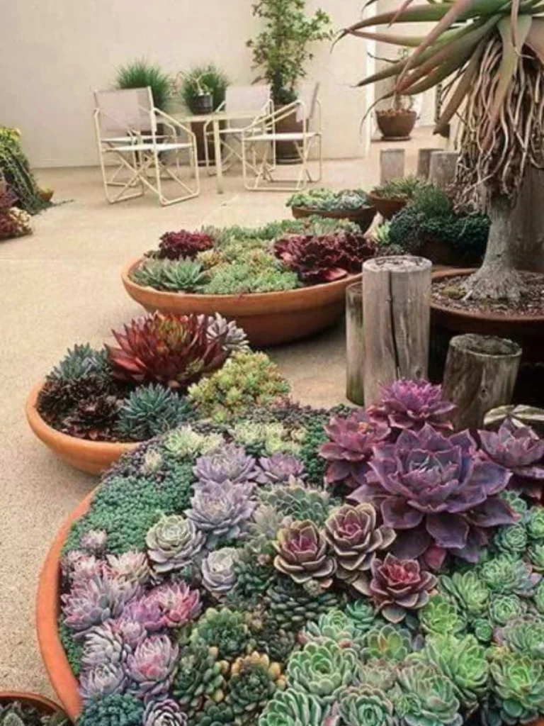Santa Fe Succulent Terraced Dish Bowls