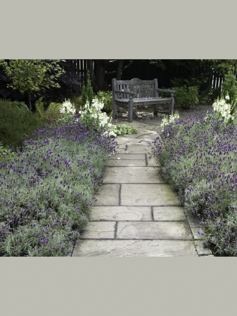 Scented English Lavender Borders