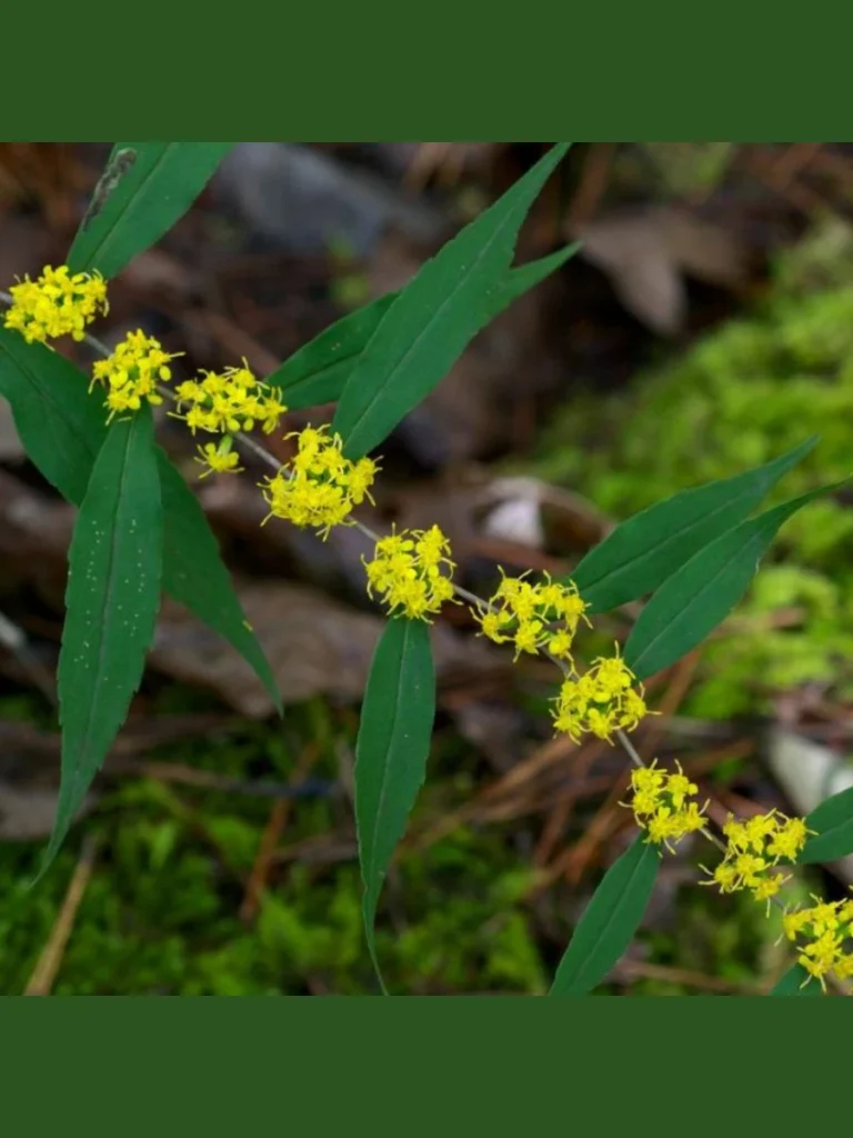 Slide Branching Yellow Goldenrod Stems Inside a Tall Blue Ceramic Soda Bottle